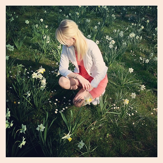 DAFFODIL FIELD